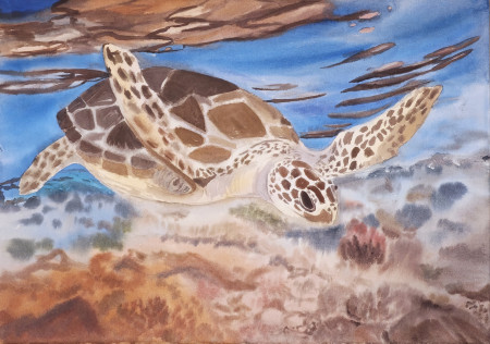 Tortuga