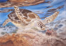 Tortuga