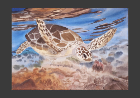 Tortuga