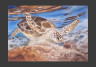 Tortuga