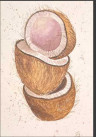 Cocos