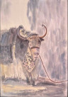 Búfalo