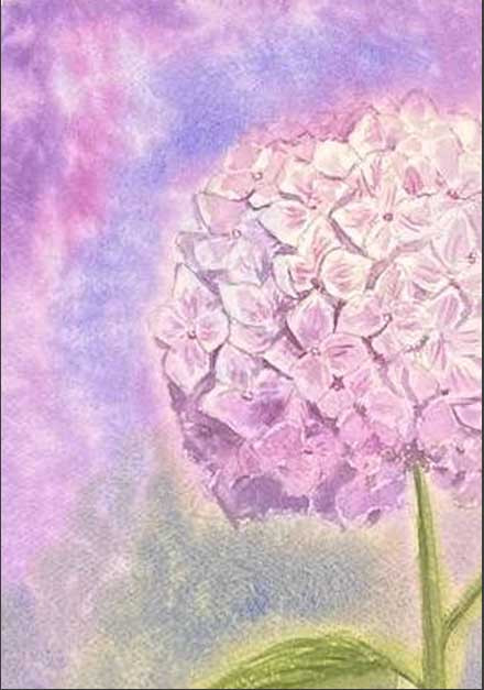 Розовая гортензия