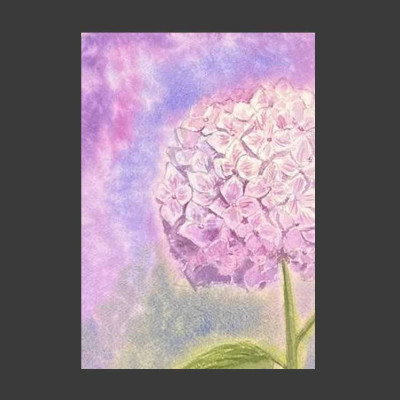 Розовая гортензия