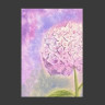 Hortensia rosa