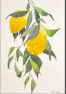 Limón