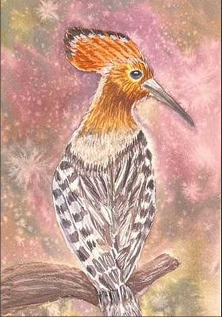 Abubilla