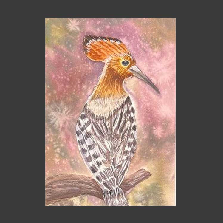 Hoopoe