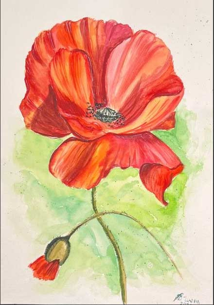 Retrato de amapola