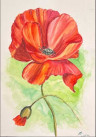 Retrato de amapola