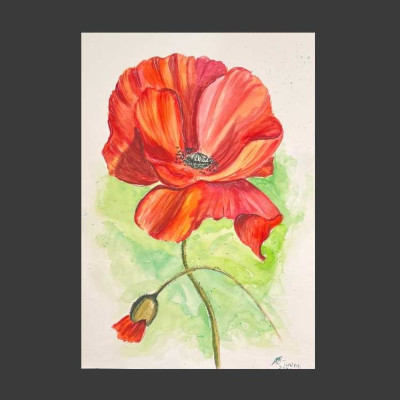 Портрет мака