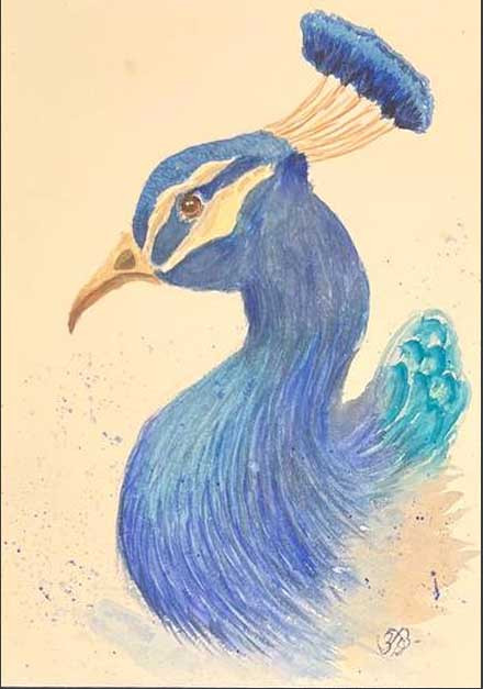 Pavo real
