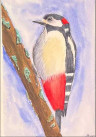 Pájaro carpintero
