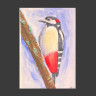 Pájaro carpintero