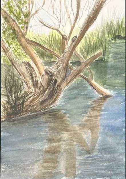 Driftwood