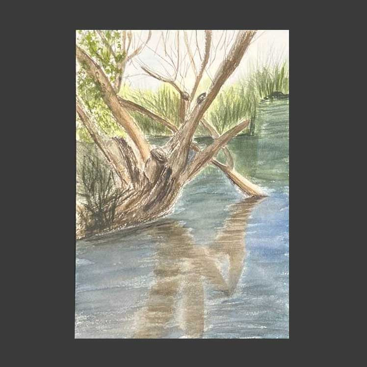 Driftwood