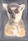Retrato de un lémur
