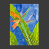 Strelitzia