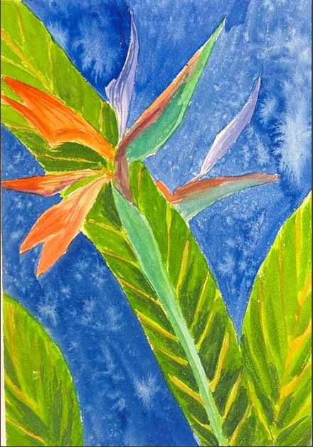 Strelitzia