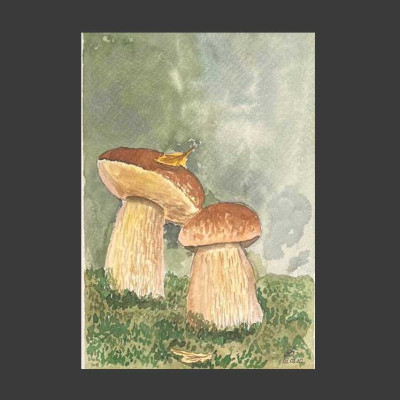 Белые грибы