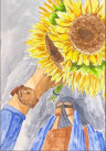 Girasoles