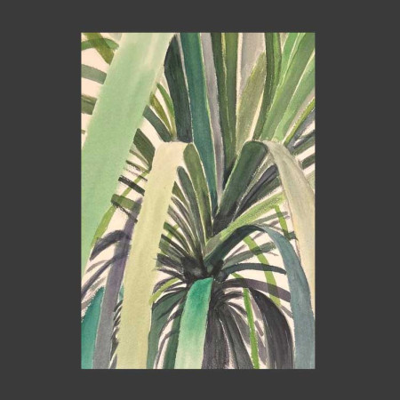 Dracaena