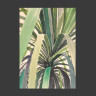Dracaena