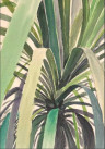 Dracaena
